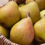 Perenboom 'Beurre Hardy' hoogstam oogst